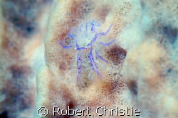 This tiny hairy crab that measures only a few millimeters... by Robert Christie 